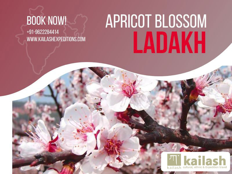 Apricot Blossom in Ladakh Kailash Expeditions by Kailash Expeditions