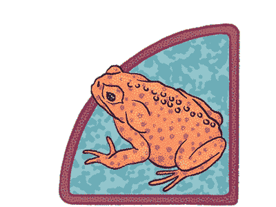 frog sapo 2d after effects animal animation frog lingua motion graphics sapo