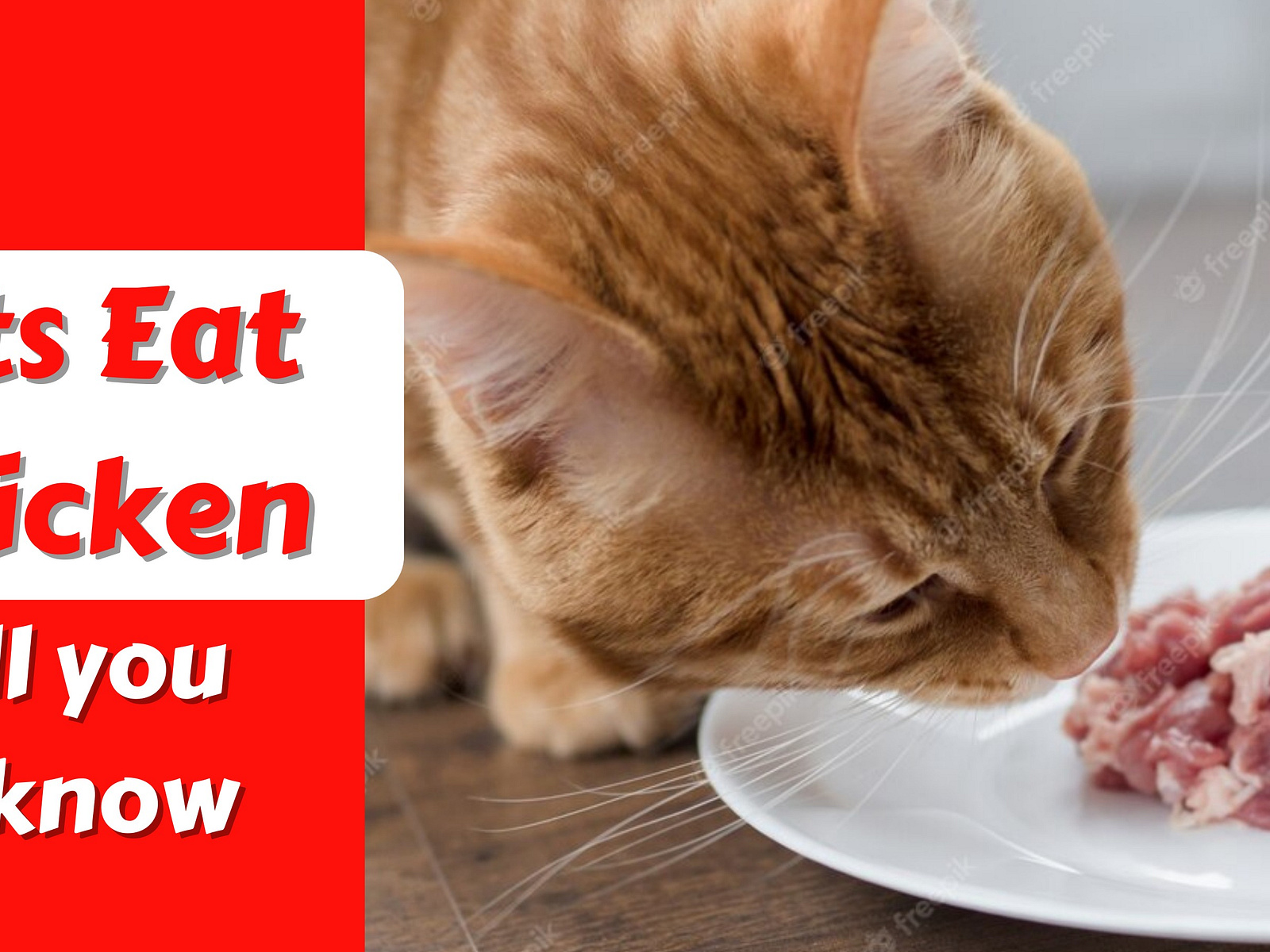 Can Cats Eat Raw Chicken? Guidelines for Feline Nutrition by Izak