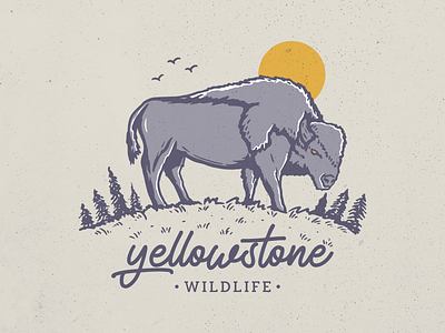 Yellowstone Wildlife acadia adventure america animal bison buffalo california camping mountain national park nature outdoors safari travel wild wyoming yellowstone yellowstone national park yosemite zion