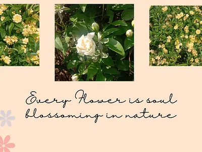 Aesthetic Flower Cover 3d animation beauty blossom branding cover flower graphic design green logo motion graphics pink ui white