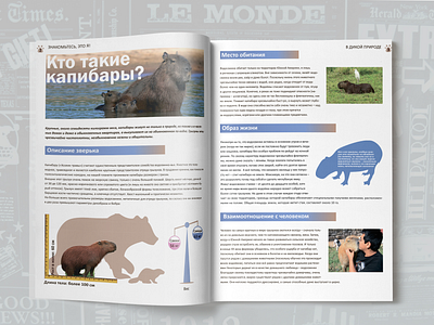 Capybaras! Article design graphic design illustration portfolio typography