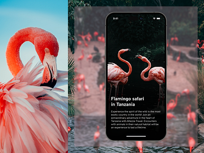 Info Card challenge dailyui dailyui045 design flamingo infocard mobile ui