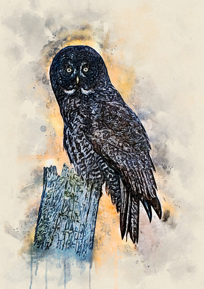 Great Grey Owl design illustration painting watercolor watercolour