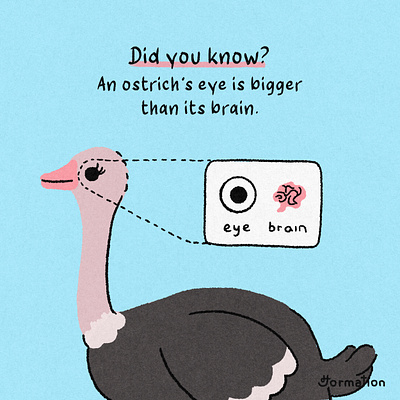 An ostrich's eye is bigger than its brain animal bird brain cartoon did you know digital art digital illustration fact fact of the day fun fact illustration ostrich