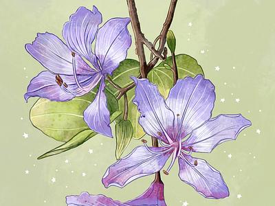 Flowers of Spring - Kanchnar (Bauhinia Variegata) bauhinia variegata botanical art botanical illustration comicart design digitalart flower art flower illustration illustration kachnar