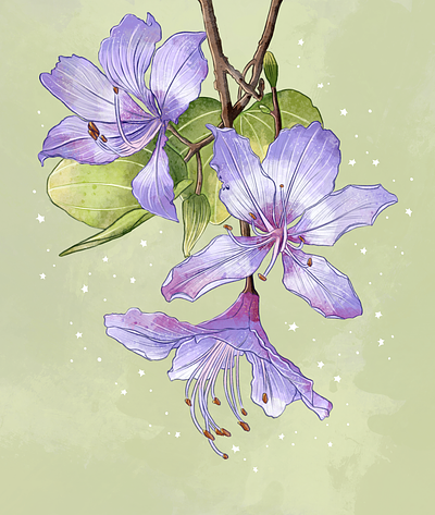 Flowers of Spring - Kanchnar (Bauhinia Variegata) bauhinia variegata botanical art botanical illustration comicart design digitalart flower art flower illustration illustration kachnar