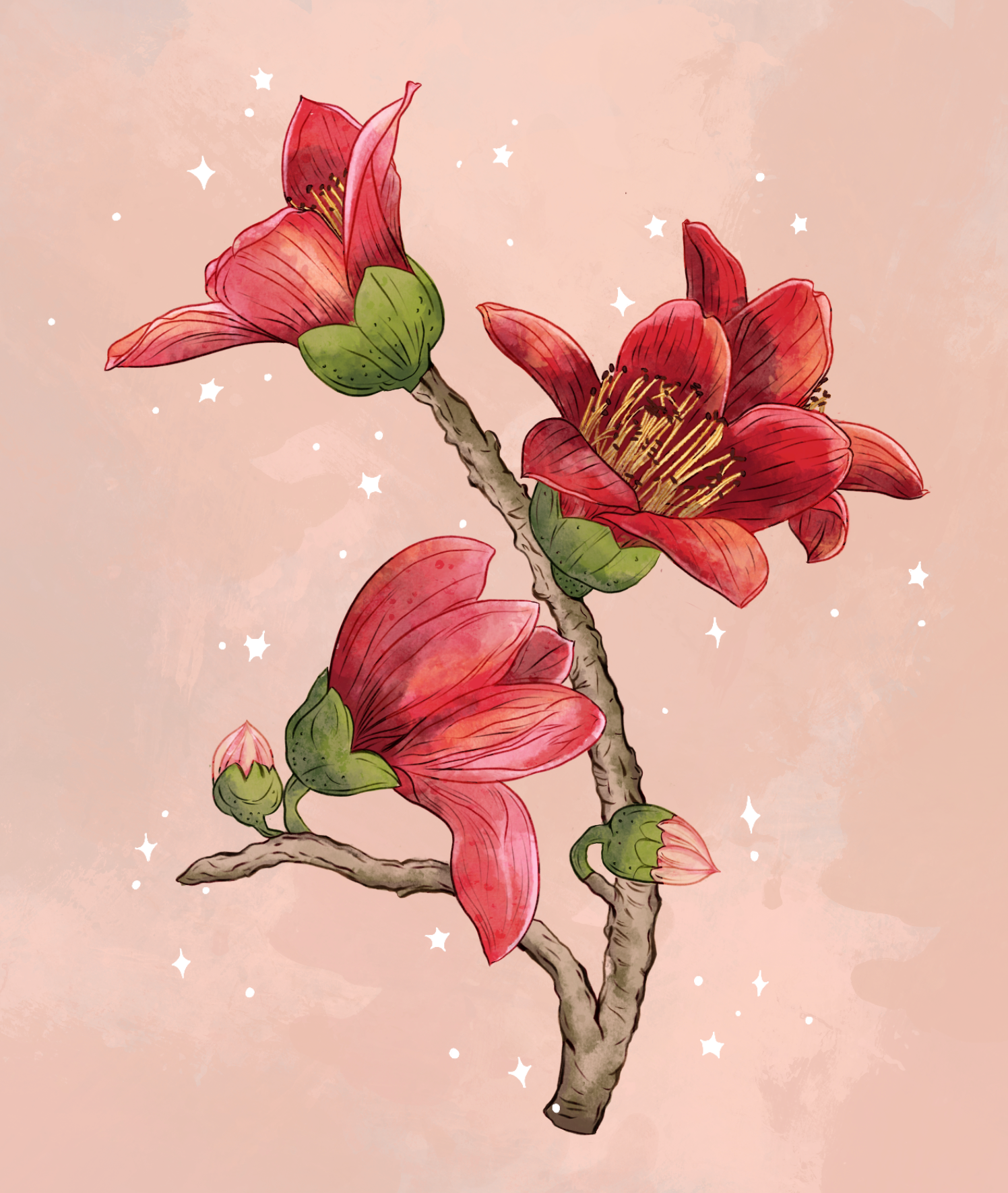 Flowers of Spring - Semal (Bombax Ceiba) bombax ceiba botanical art botanical illustration comicart digitalart flower art flower illustration illustration semal