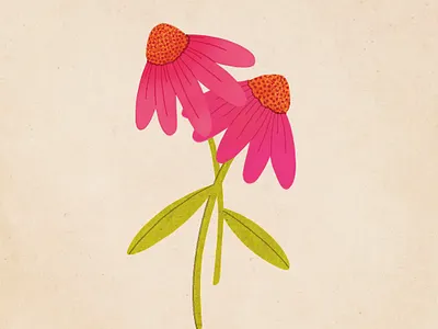 Coneflowers