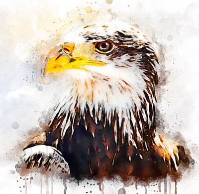 Imperial Eagle art bird design eagle illustration watercolor