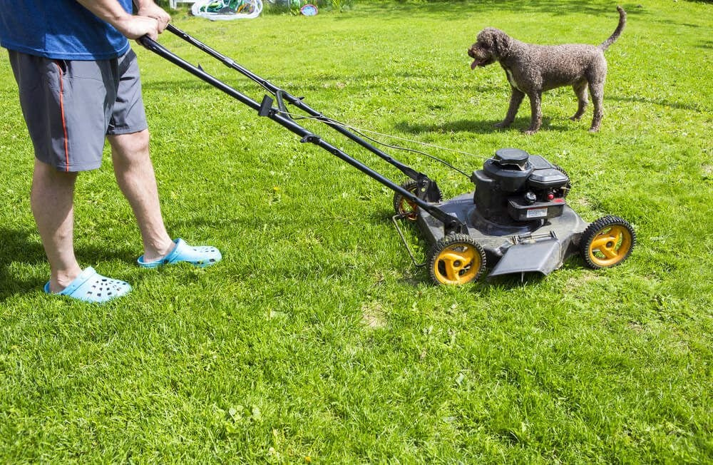 reasons-why-you-should-pick-up-dog-poop-before-you-mow-your-lawn-by