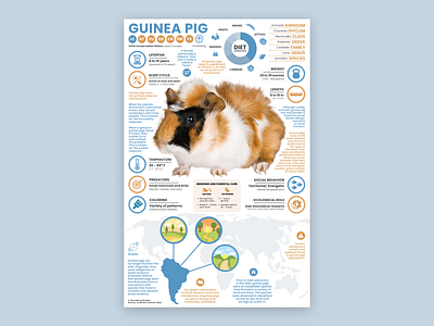 Guinea Pig Poster animal infographic animal poster education guinea pig guinea pig art guinea pig illustration