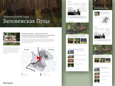 Longread National Park Belovezhskaya Pushcha design longread ui web