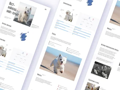 Longread West Highland White Terrier design dog longread ui web