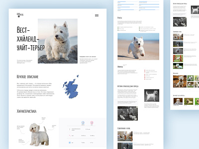 Longread West Highland White Terrier design dog longread ui web