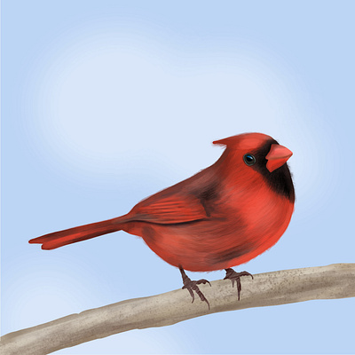 Bird illustration