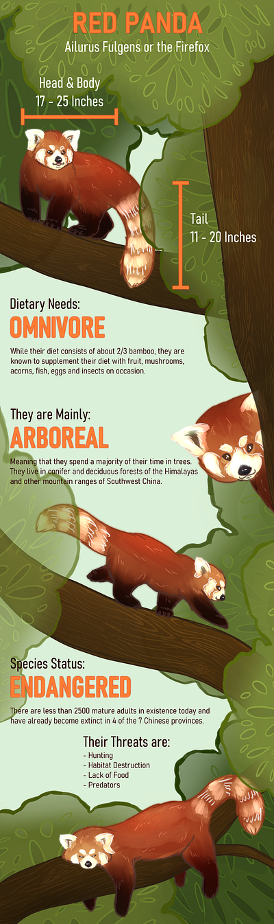 Infographic - Red Panda animals cute design graphic graphic design illustration info infographic nature page layout panda red red panda stylized typography