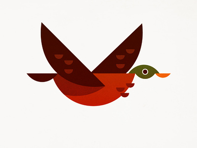 Duck bird duck illustration