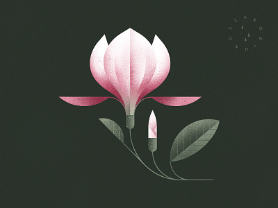 Magnolia flower botany flower garden geometric illustration illustrator magnolia nature photoshop plant