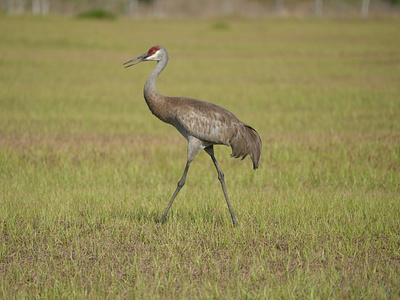 Crane animals birds photography