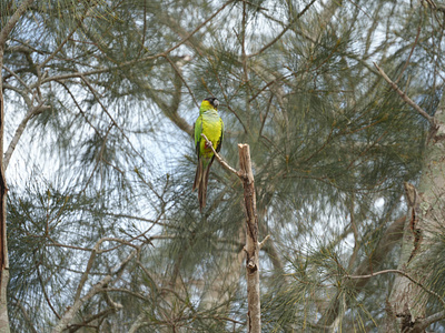 Wild Parakeet animals birds parakeet photography