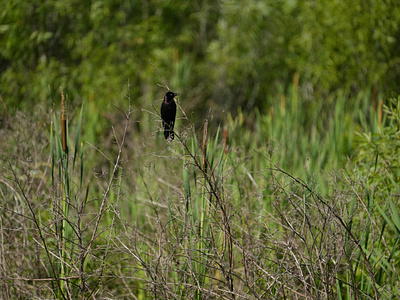 Grackle animals birds photography