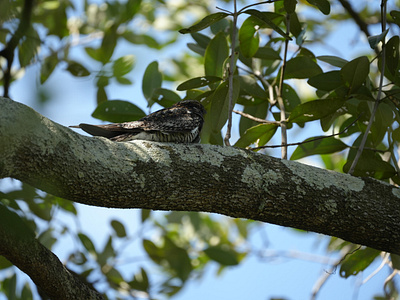 Nighthawk Sleeping animals birds nighthawk photography