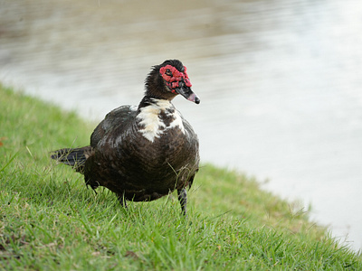 Muscovy Duck animals birds ducks photography