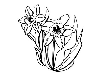 Daffodils digitalart floral floraldrawing flowerillustration flowers illustration lineart linedrawing