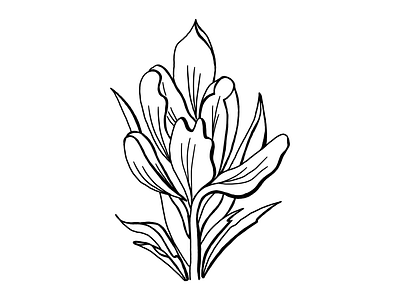 Crocus crocus drawing floral flower illustration lineart linedrawing