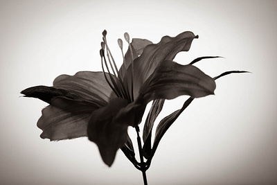 dark silhouette flowers flowers photography