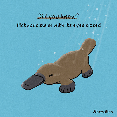 Platypus swim with with its eyes closed animal cartoon did you know digital art digital illustration fun fact illustration platypus procreate random fact swim wildlife