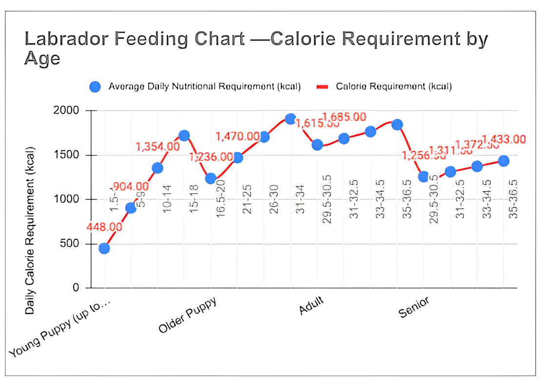 Labrador-Feeding-Chart by Clara Lou on Dribbble