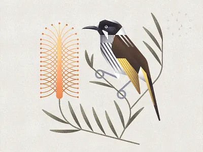 New Holland Honeyeater animals australia bird botany flower geometric honeyeater illustration illustrator natural history nature photoshop procreate tropical wildlife