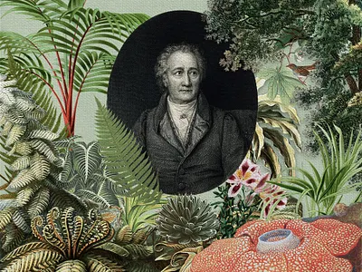 Goethe Looks Out on the Forest collage collage art design digital art digital collage forest graphic design illustration nature photoshop vintage