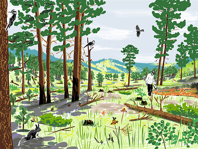 Forest Scenario Illustrations - Adaptive Management burn boss colorado digital environmental fire mosaic forest ecology forest health front range future scenarios illustration lower montane mixed media ponderosa pine prescribed fire rocky mountains wildfire