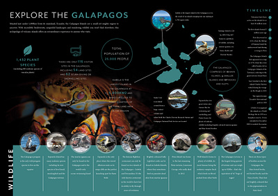 Galapagos infographic adobe branding brochure design graphic design illustration illustrator infographic layout logo vector