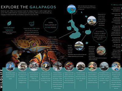 Galapagos infographic adobe branding brochure design graphic design illustration illustrator infographic layout logo vector