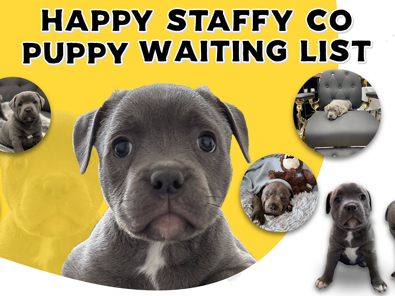 Blue English Staffy Puppies & Pups for Sale Online by happy staffyco on