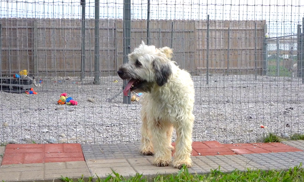 Happiness is Pets Puppies For Sale And Delivery by Happiness Is Pets