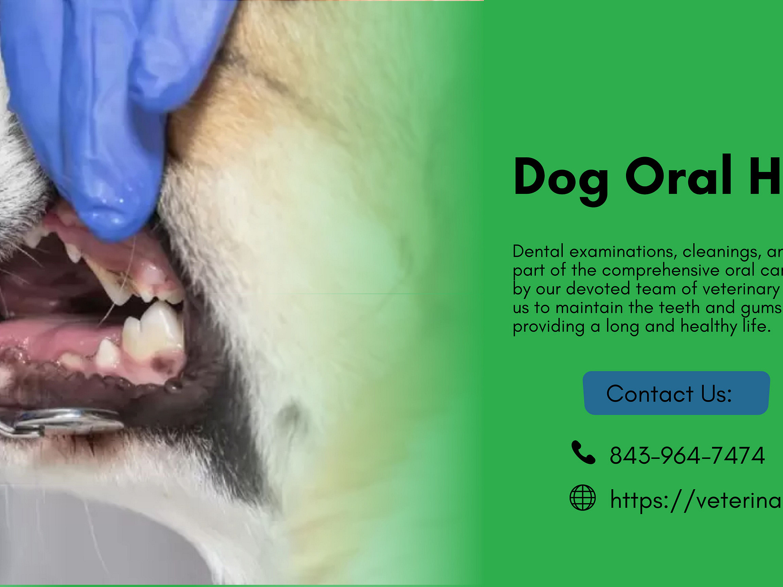 How to Protect Your Dog's Oral Health? by Veterinary Dental Care on