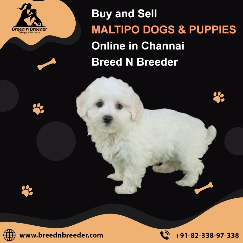 Buy and Sell maltipoo dogs & puppies online in Chennai by Breed n Breeder on Dribbble