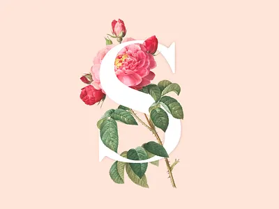 S - Collage 04 collage design editorial editorial design minmal collage old photoshop psd rose type typography