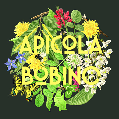 Apicola Bobino botanical digital composition honey honey label illustrated logo illustration logo pencil drawing typography watercolor