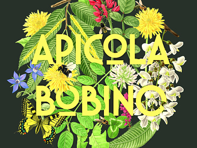 Apicola Bobino botanical digital composition honey honey label illustrated logo illustration logo pencil drawing typography watercolor