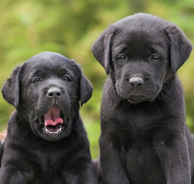 Beautiful Labradors Closeup digital photography dog labrador