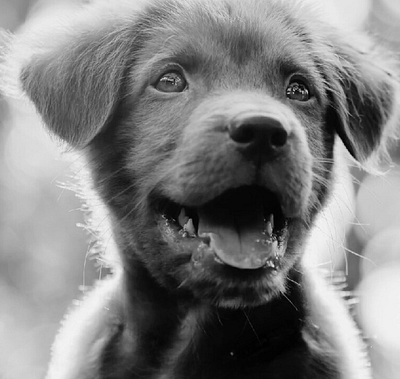 Amazing Puppy with Open Mouth digital photography dog