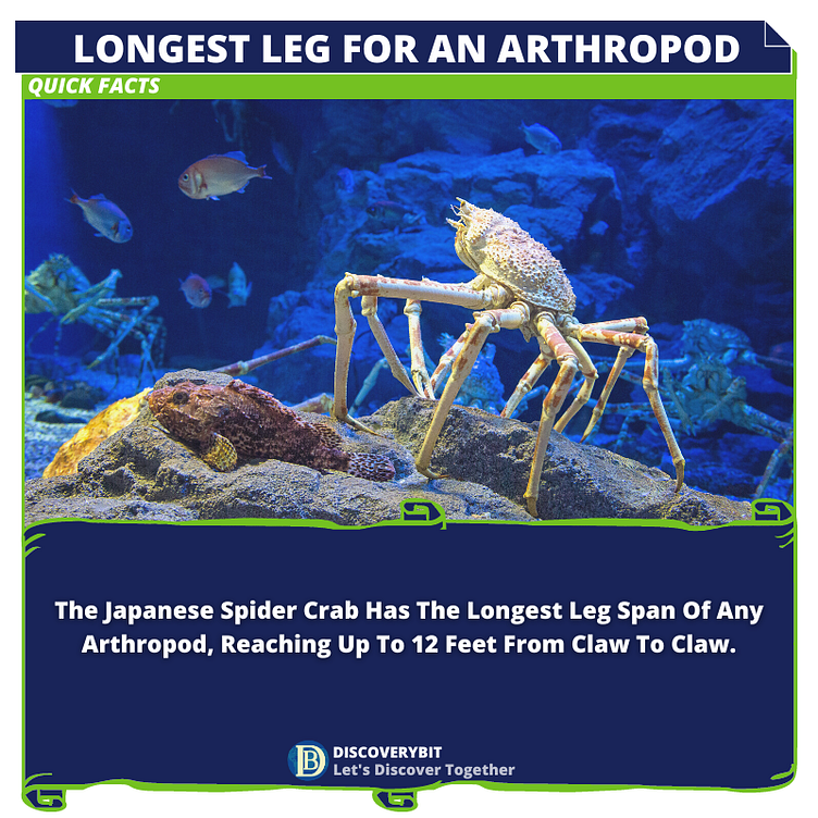 the-longest-arthropod-ever-arthropleura-by-discoverybit-facts-on-dribbble