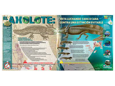 El ajolote, interesante infografía de este animal endémico diario pásala graphic design infografía infographics poster
