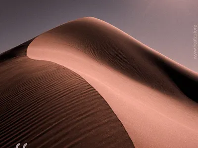 Special Day Poster Designs animation branding design graphic design illustration ui